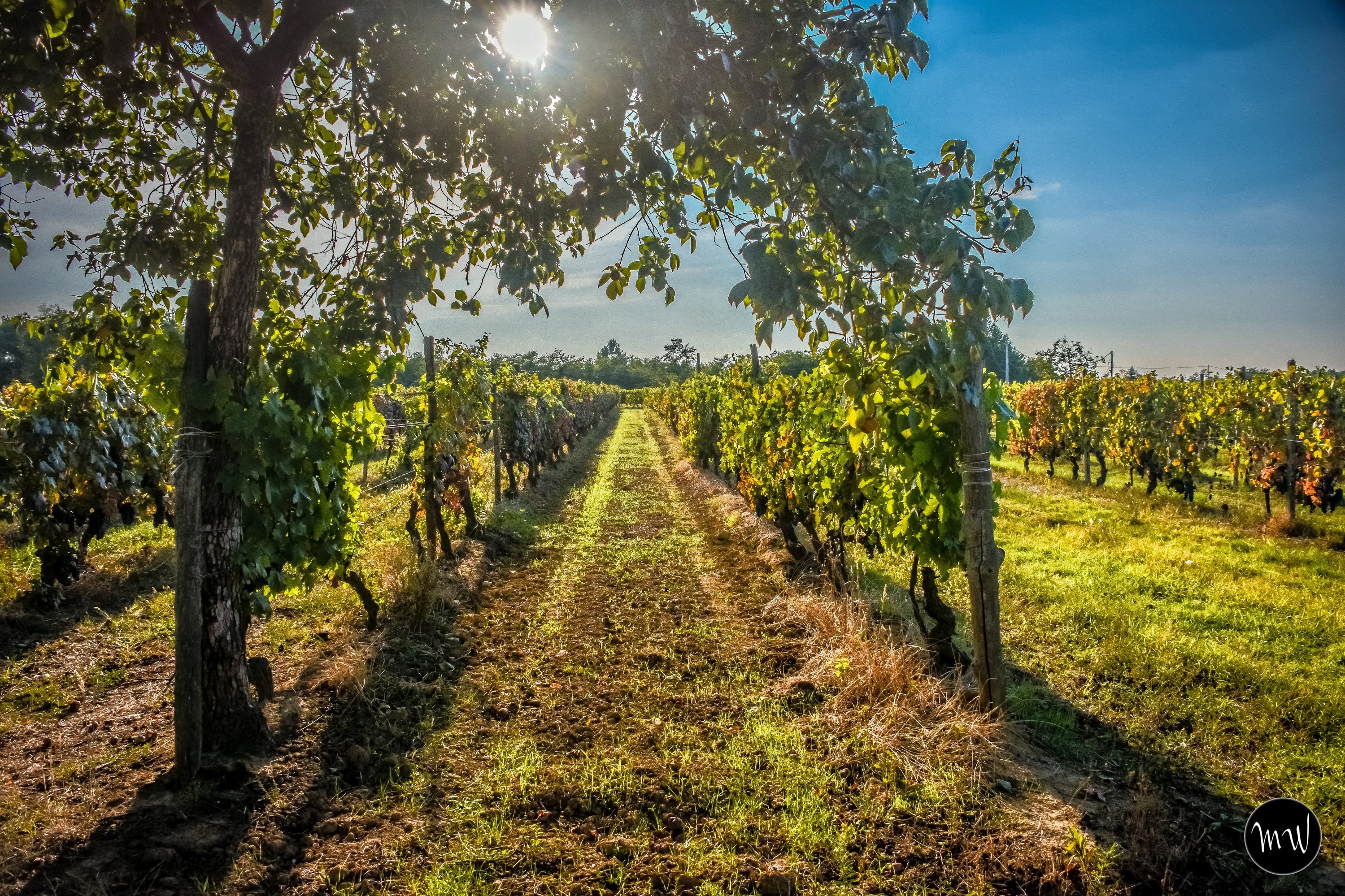 Cossetti vineyard Piedmont